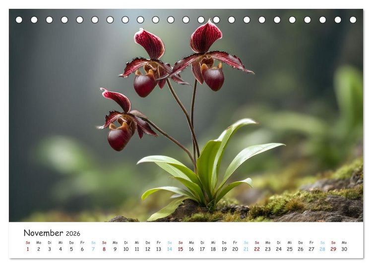 Produktbild: Im Schatten der Orchidee (Tischkalender 2026 DIN A5 quer), CALVENDO Monatskalender