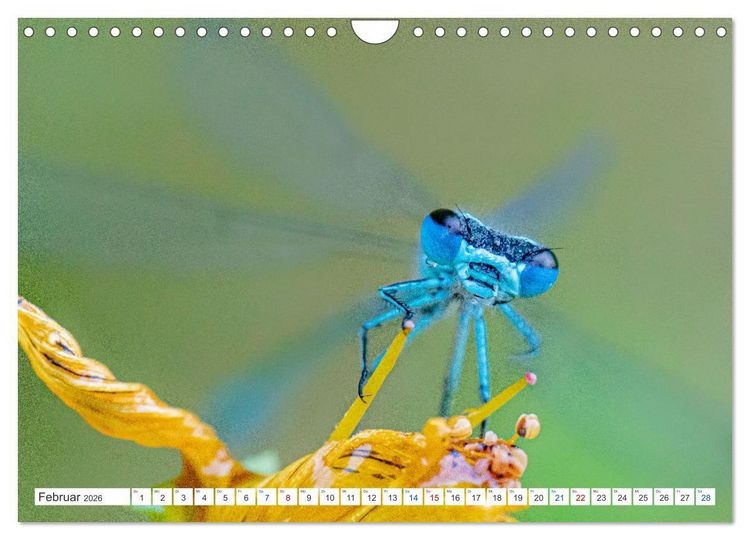 Produktbild: Kleines ganz gro&szlig; - Makrofotografie (Wandkalender 2026 DIN A4 quer), CALVENDO Monatskalender