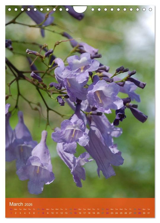 Produktbild: Mexican Garden Flowers - Aguascalientes (Wall Calendar 2026 DIN A4 portrait), CALVENDO 12 Month Wall Calendar
