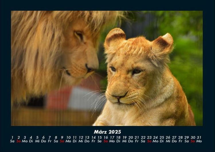 Produktbild: L&ouml;wen in der Wildnis 2025 Fotokalender DIN A4