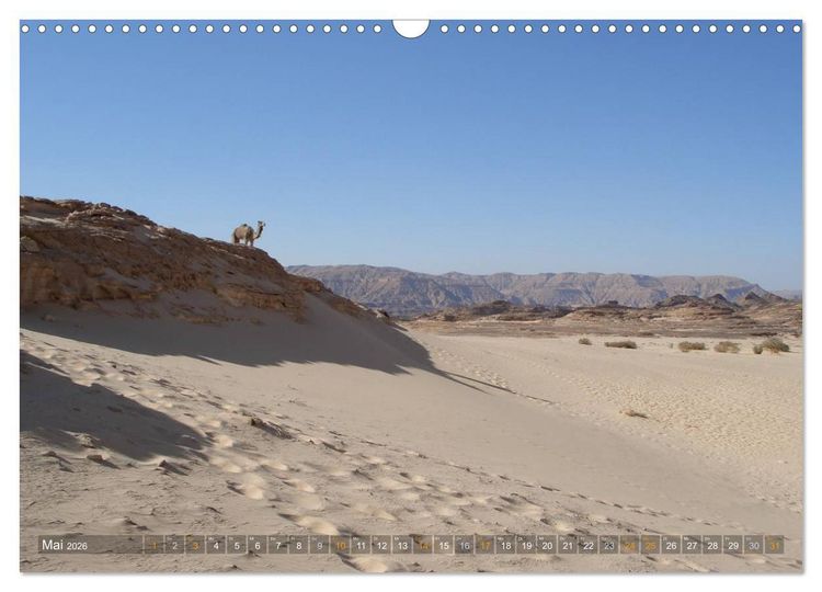 Produktbild: Impressionen Kameltrekking Sinai 2026 (Wandkalender 2026 DIN A3 quer), CALVENDO Monatskalender