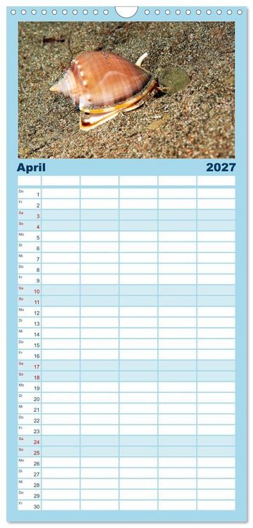 Produktbild: Familienplaner 2027 - Meeres-Schnecken mit 5 Spalten (Wandkalender, 21 x 45 cm) CALVENDO