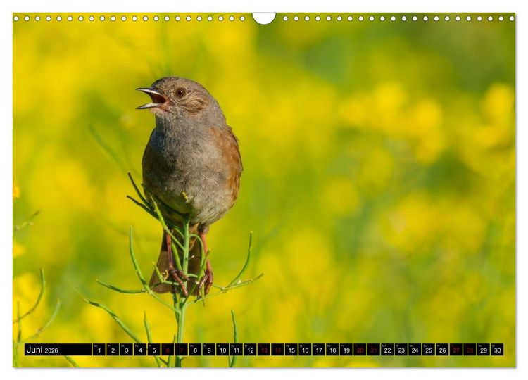 Produktbild: Wildtiere des Paderborner Landes (Wandkalender 2026 DIN A3 quer), CALVENDO Monatskalender