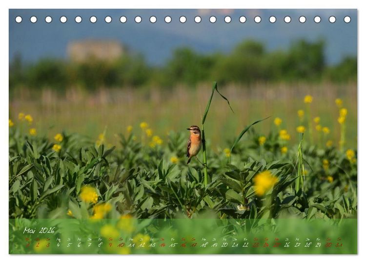 Produktbild: Wilde Toskana - von Ren&eacute; Schaack (Tischkalender 2026 DIN A5 quer), CALVENDO Monatskalender