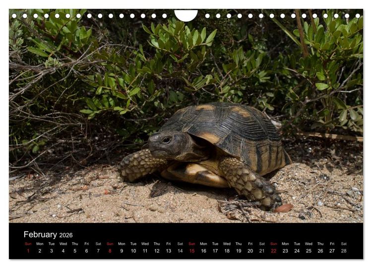 Produktbild: European Tortoises / UK-Version (Wall Calendar 2026 DIN A4 landscape), CALVENDO 12 Month Wall Calendar