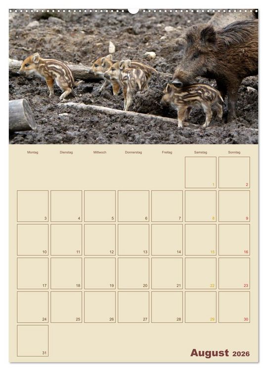 Produktbild: Wildschweine (hochwertiger Premium Wandkalender 2026 DIN A2 hoch), Kunstdruck in Hochglanz