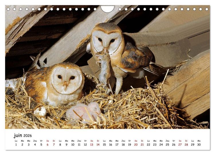 Produktbild: La vie des chouettes, les dames de la nuit (Calendrier mural 2026 DIN A4 vertical), CALVENDO calendrier mensuel
