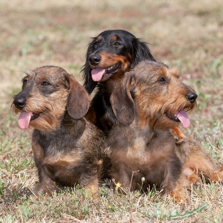 Produktbild: Dackel / Dachshund 2027