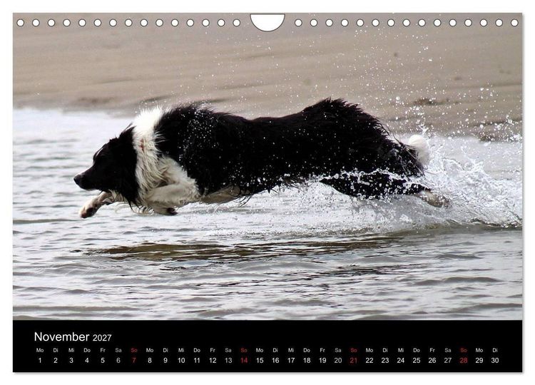 Produktbild: Border Collies machen Urlaub in D&auml;nemark (Wandkalender 2027 DIN A4 quer), CALVENDO Monatskalender