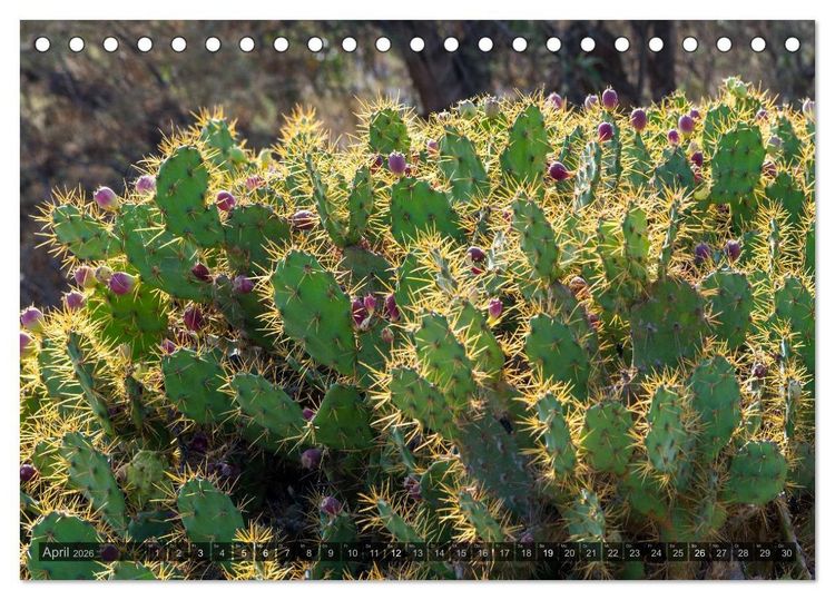 Produktbild: Grandioses Canaria (Tischkalender 2026 DIN A5 quer), CALVENDO Monatskalender