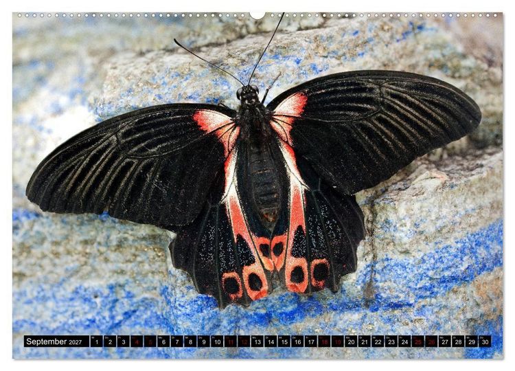 Produktbild: Fliegende Wunderwesen. Schmetterlinge weltweit, ganz nah (hochwertiger Premium Wandkalender 2027 DIN A2 quer), Kunstdruck in Hochglanz