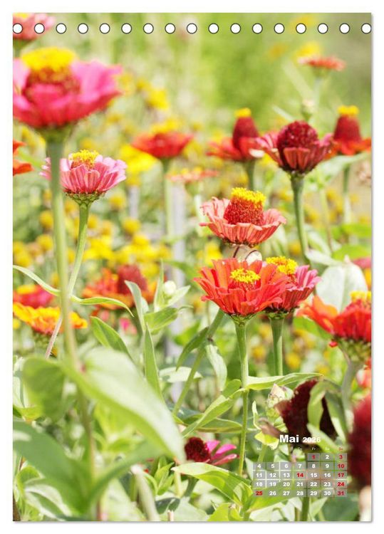 Produktbild: Zinnien im Garten (Tischkalender 2026 DIN A5 hoch), CALVENDO Monatskalender