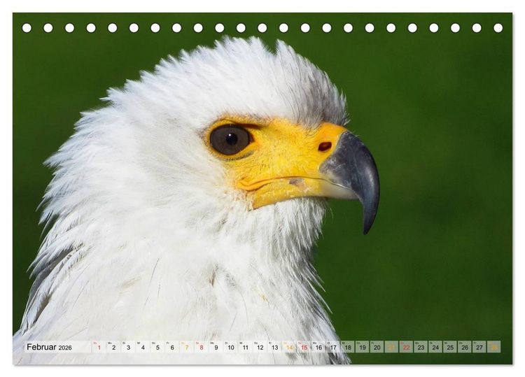 Produktbild: Majest&auml;tische Greifv&ouml;gel (Tischkalender 2026 DIN A5 quer), CALVENDO Monatskalender
