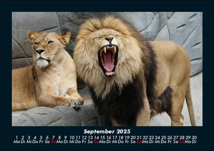 Produktbild: L&ouml;wen in der Wildnis 2025 Fotokalender DIN A5