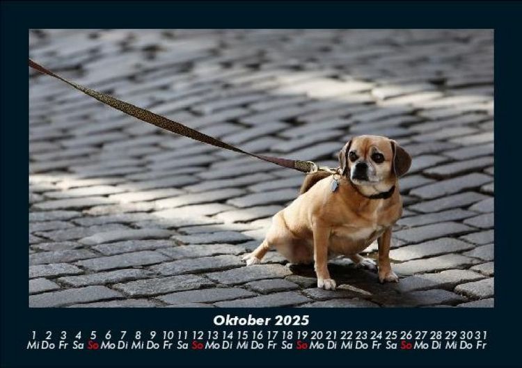 Produktbild: Welt der Tiere 2025 Fotokalender DIN A5