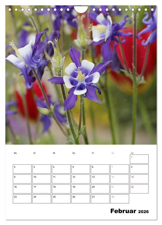 Produktbild: Zauberhafte Akeleien (Wandkalender 2026 DIN A4 hoch), CALVENDO Monatskalender