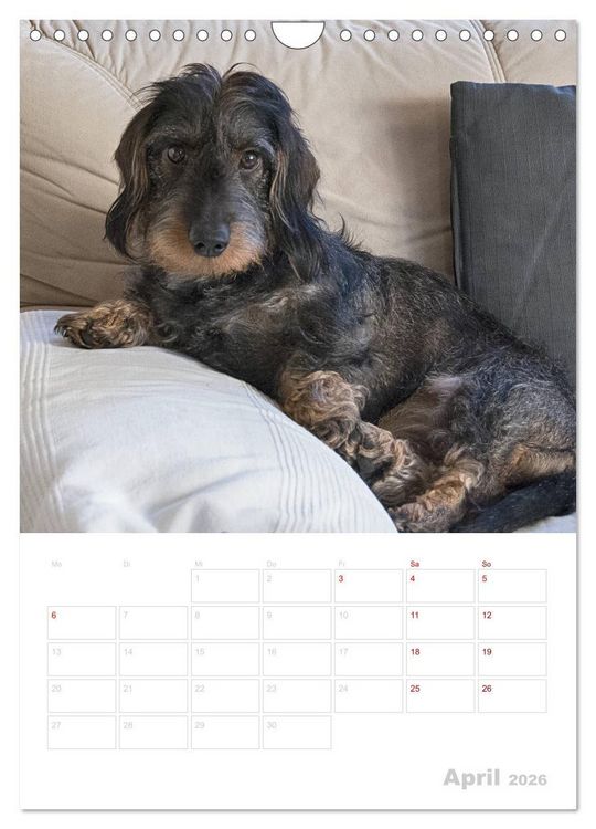 Produktbild: Der Dackel (M)ein treuer Weggef&auml;hrte (Wandkalender 2026 DIN A4 hoch), CALVENDO Monatskalender