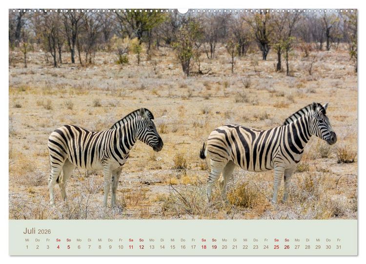 Produktbild: Zebras in Afrika (hochwertiger Premium Wandkalender 2026 DIN A2 quer), Kunstdruck in Hochglanz