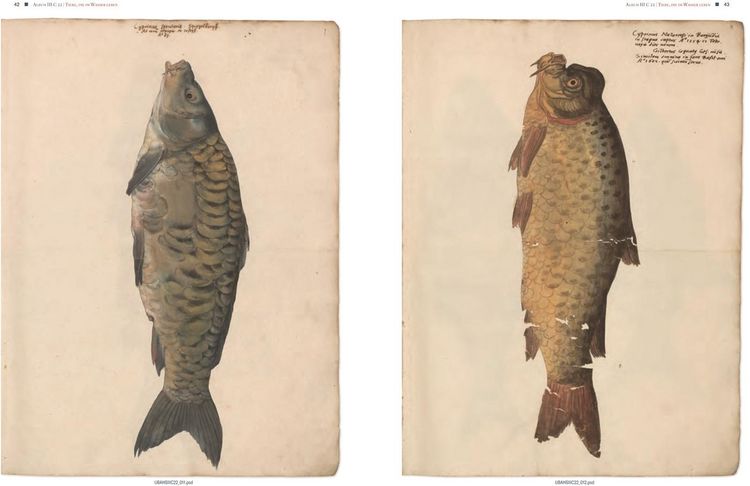Produktbild: Conrad Gessners Thierbuch