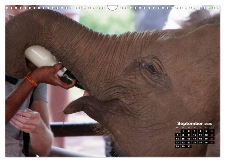 Produktbild: Bedrohte Riesen - Elefanten in Sri Lanka (Wandkalender 2026 DIN A3 quer), CALVENDO Monatskalender