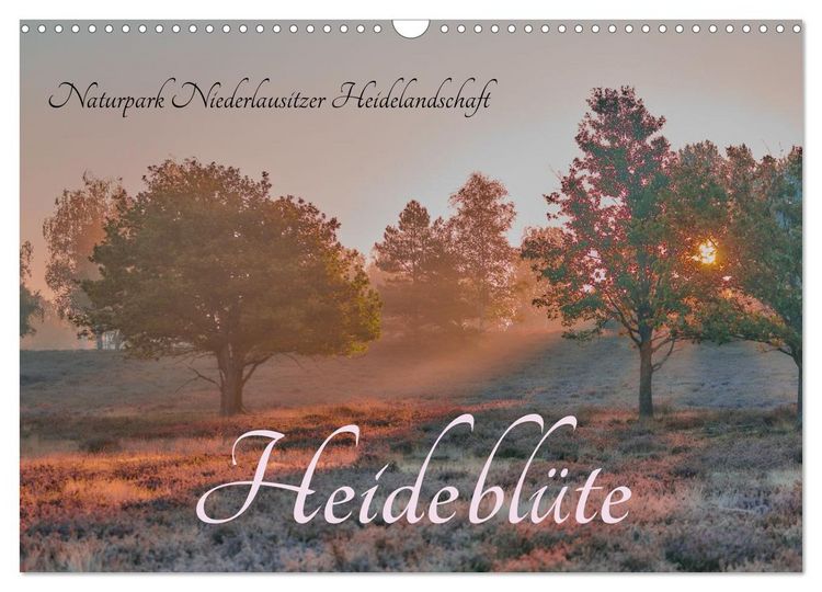 Produktbild: Naturpark Niederlausitzer Heidelandschaft - Heidebl&uuml;te (Wandkalender 2026 DIN A3 quer), CALVENDO Monatskalender