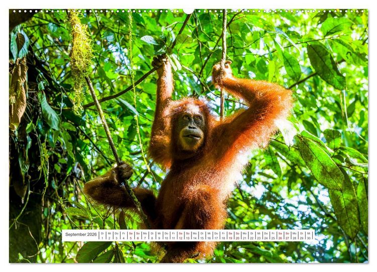 Produktbild: Gunung Leuser Nationalpark und seine Orang Utans (Wandkalender 2026 DIN A2 quer), CALVENDO Monatskalender