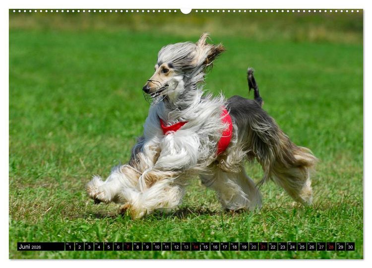 Produktbild: Kinder des Windes - Afghanischer Windhund (Wandkalender 2026 DIN A2 quer), CALVENDO Monatskalender