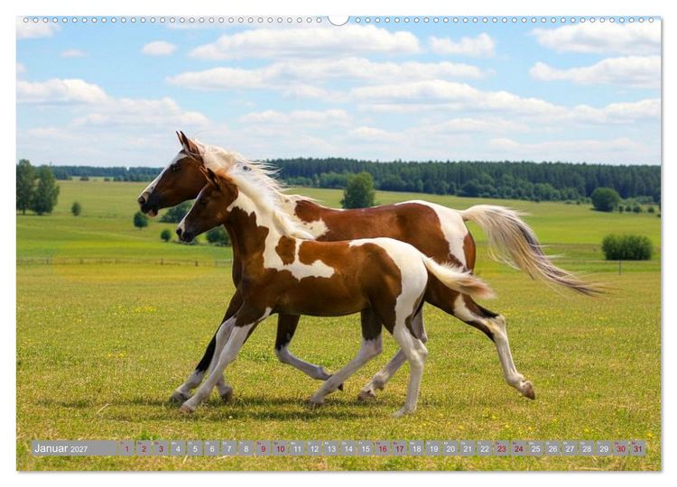 Produktbild: Ein Jahr voll Fohlenzauber (hochwertiger Premium Wandkalender 2027 DIN A2 quer), Kunstdruck in Hochglanz