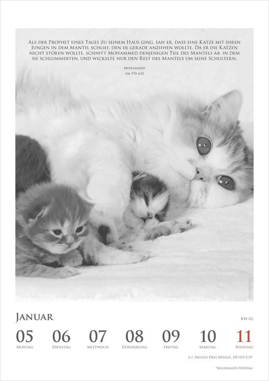 Produktbild: Der poetische Katzenkalender im Format 21 x 29,7
