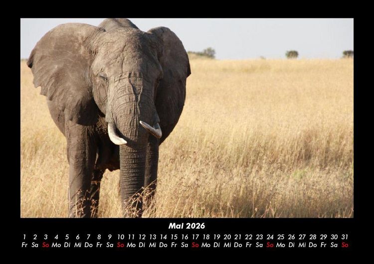 Produktbild: Der Elefantenkalender 2026 Fotokalender DIN A3