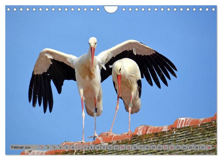Produktbild: Zu Gast bei Familie Storch (Wandkalender 2026 DIN A4 quer), CALVENDO Monatskalender