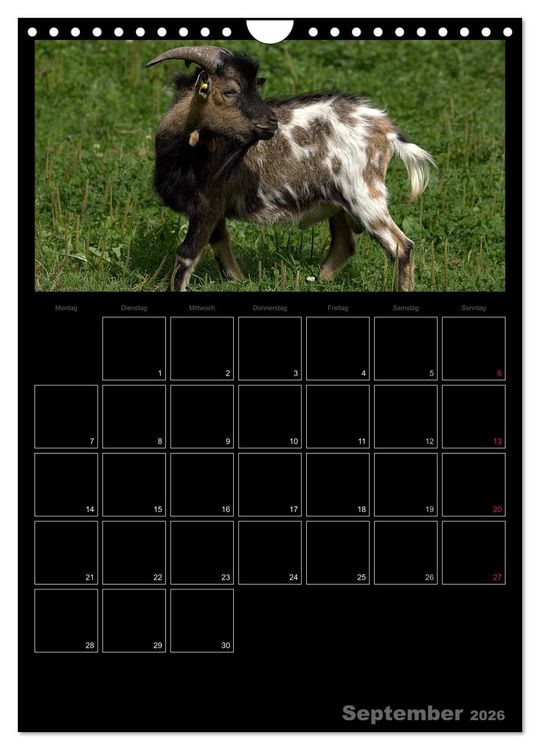 Produktbild: Zwergziegen (Wandkalender 2026 DIN A4 hoch), CALVENDO Monatskalender