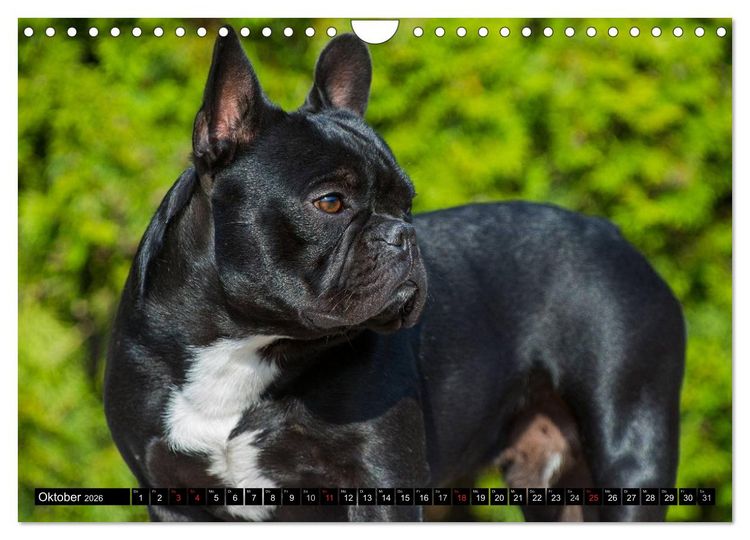 Produktbild: Franz&ouml;sische Bulldogge - Clown auf 4 Pfoten (Wandkalender 2026 DIN A4 quer), CALVENDO Monatskalender