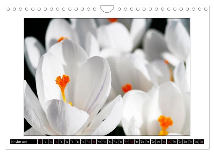 Produktbild: Charmantes fleurs blanches (Calendrier mural 2026 DIN A4 vertical), CALVENDO calendrier mensuel