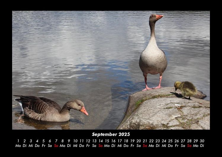 Produktbild: Enten 2025 Fotokalender DIN A3