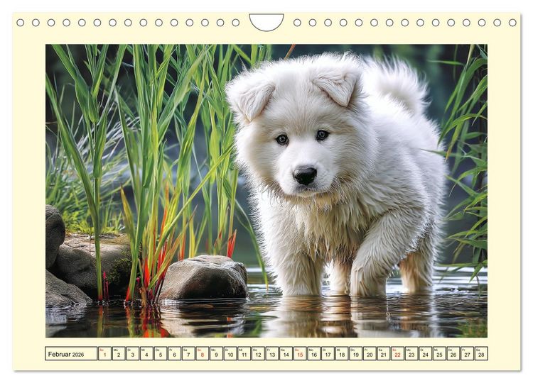 Produktbild: Flauschige Samojeden. Zauberhafte Wolken auf vier Pfoten (Wandkalender 2026 DIN A4 quer), CALVENDO Monatskalender