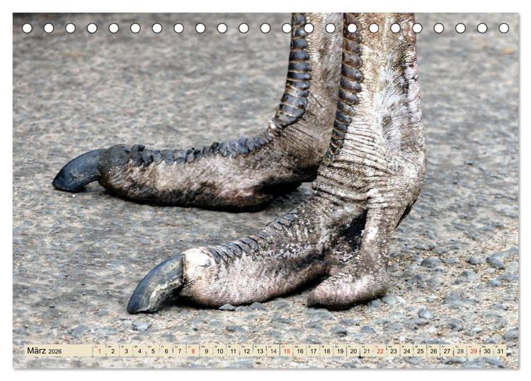 Produktbild: Strau&szlig;e. Afrikas sch&ouml;ne Laufv&ouml;gel (Tischkalender 2026 DIN A5 quer), CALVENDO Monatskalender
