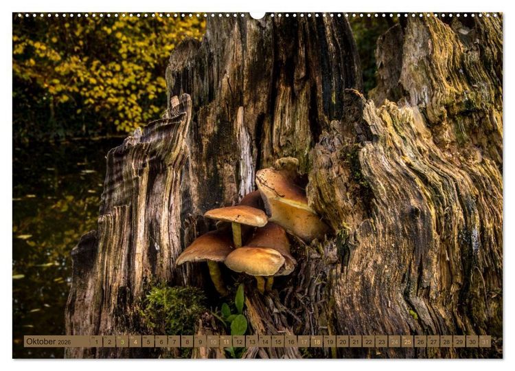 Produktbild: Wildwuchs 2026 (hochwertiger Premium Wandkalender 2026 DIN A2 quer), Kunstdruck in Hochglanz