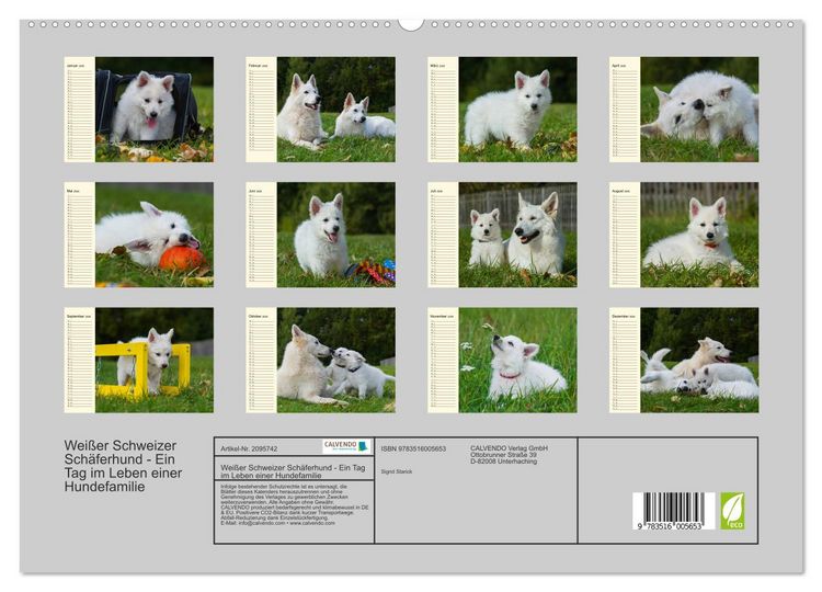 Produktbild: Wei&szlig;er Schweizer Sch&auml;ferhund - Ein Tag im Leben einer Hundefamilie (hochwertiger Premium Wandkalender 2026 DIN A2 quer), Kunstdruck in Hochglanz