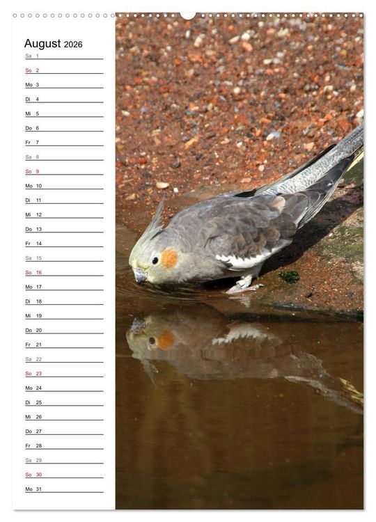 Produktbild: Der Nymphensittich-Terminplaner (hochwertiger Premium Wandkalender 2026 DIN A2 hoch), Kunstdruck in Hochglanz
