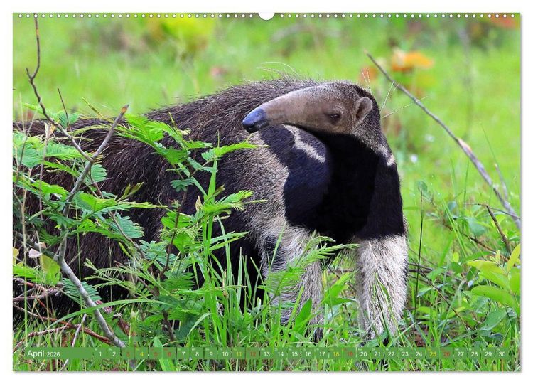 Produktbild: Tierparadies Pantanal (hochwertiger Premium Wandkalender 2026 DIN A2 quer), Kunstdruck in Hochglanz