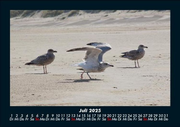 Produktbild: M&ouml;wen 2025 Fotokalender DIN A5