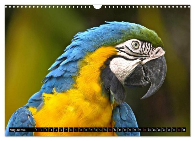 Produktbild: Regenwald &bull; Tiere im Dschungel (Wandkalender 2026 DIN A3 quer), CALVENDO Monatskalender
