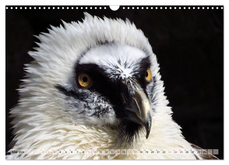 Produktbild: Majest&auml;tische Greifv&ouml;gel (Wandkalender 2026 DIN A3 quer), CALVENDO Monatskalender