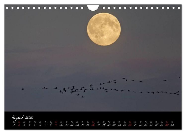 Produktbild: Kraniche - V&ouml;gel des Gl&uuml;cks (Wandkalender 2026 DIN A4 quer), CALVENDO Monatskalender