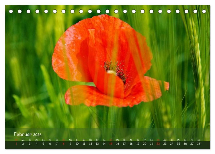 Produktbild: Mohntr&auml;ume (Tischkalender 2026 DIN A5 quer), CALVENDO Monatskalender