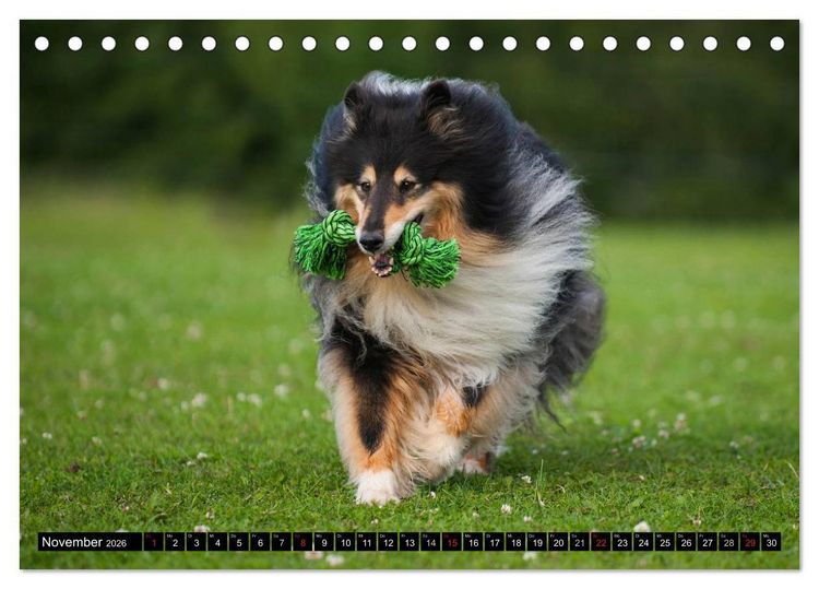 Produktbild: Collie - Mein bester Freund (Tischkalender 2026 DIN A5 quer), CALVENDO Monatskalender
