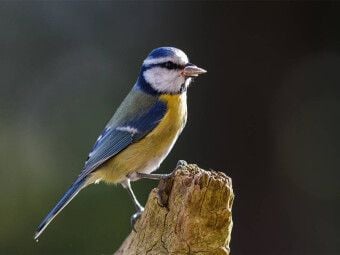 Produktbild: CALVENDO Puzzle Blaumeise auf einem Baumstumpf | 1000 Teile Lege-Gr&ouml;&szlig;e 64x48cm Foto-Puzzle f&uuml;r gl&uuml;ckliche Stunden