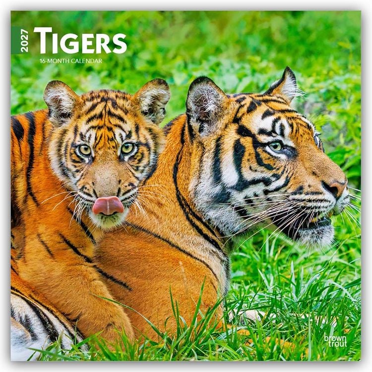 Produktbild: Tigers &ndash; Tiger 2027 &ndash; 16-Monatskalender