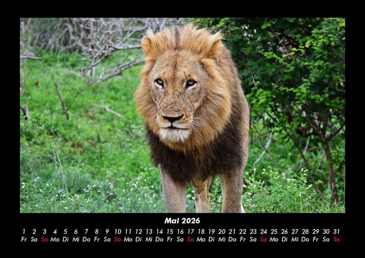 Produktbild: L&ouml;wen in der Wildnis 2026 Fotokalender DIN A3